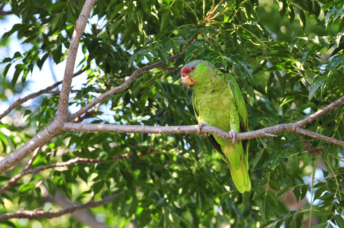 Lilac-crowned Parrot - Daniel Bailey