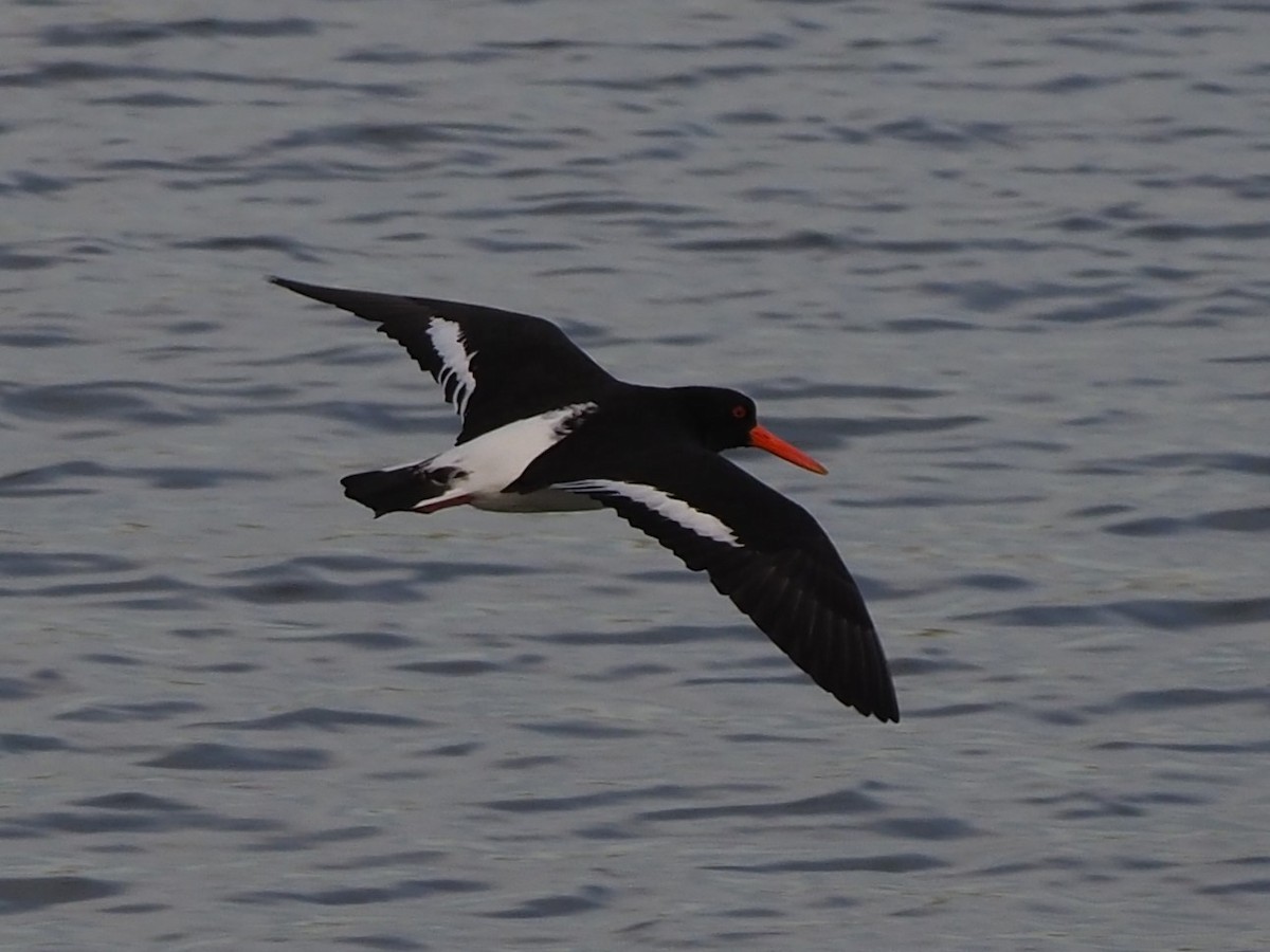 Pied Oystercatcher - Frank Welten