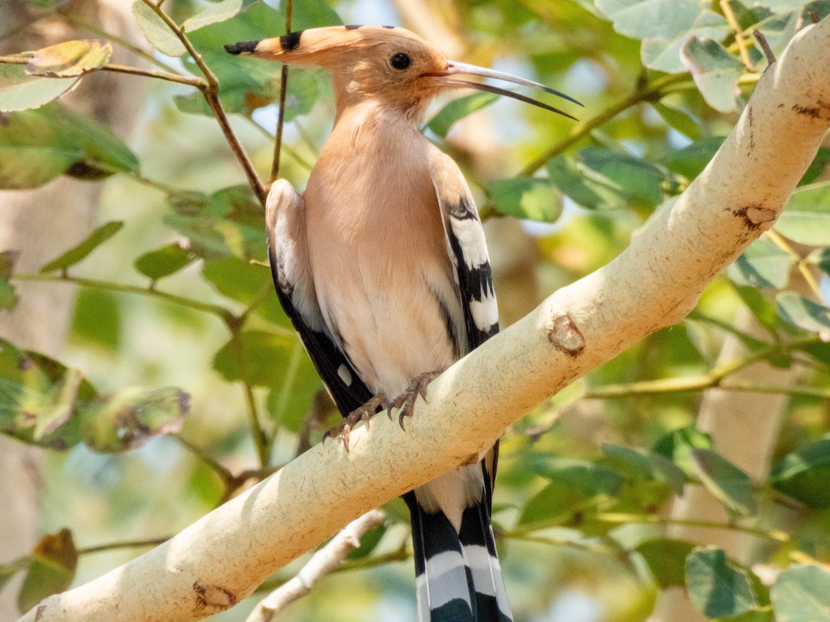 Eurasian Hoopoe - ML617021520