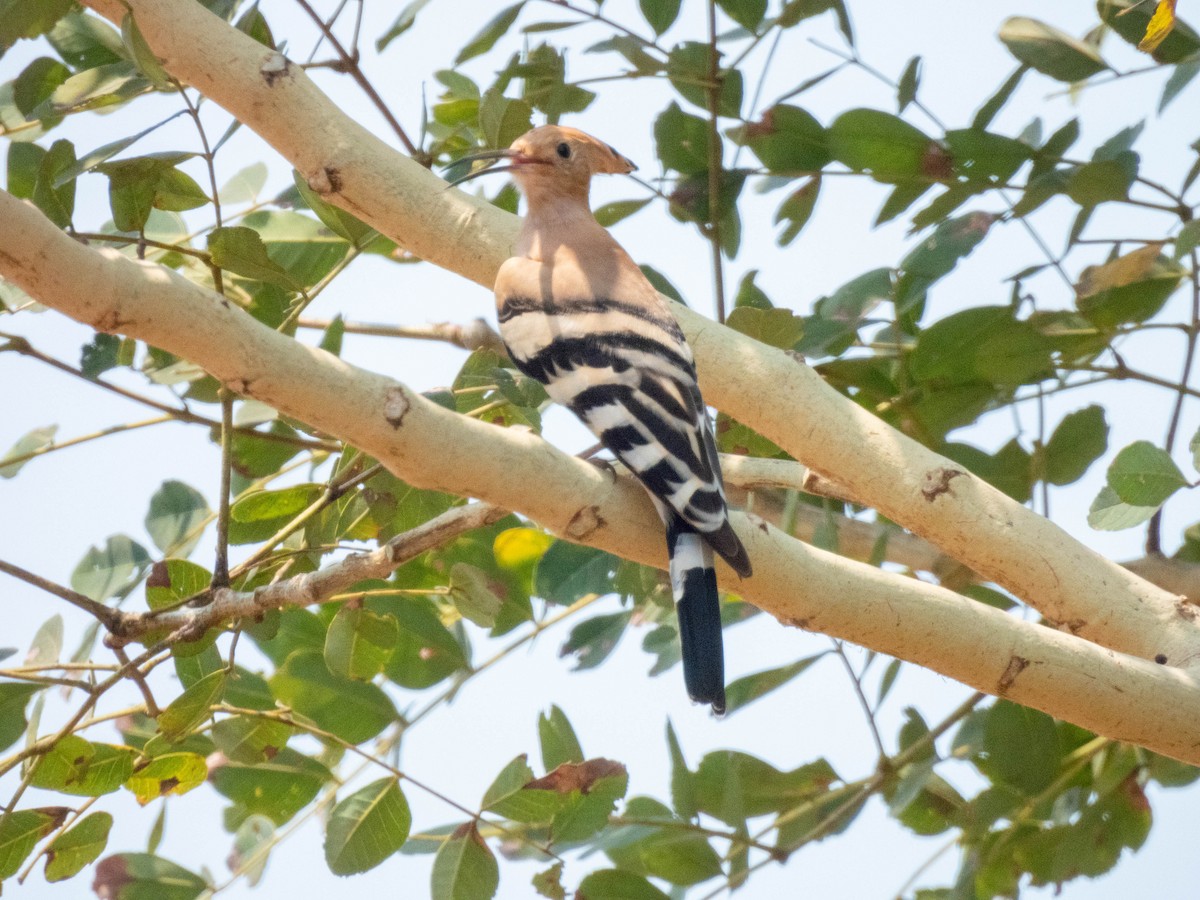 Eurasian Hoopoe - shyamkumar puravankara