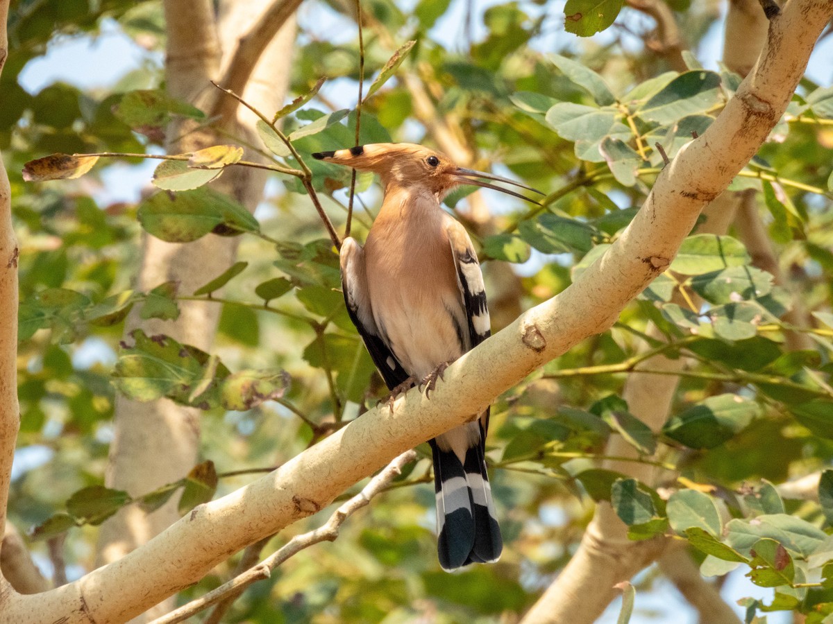 Eurasian Hoopoe - ML617021522