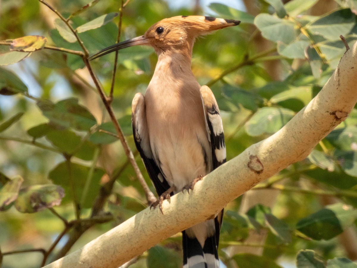 Eurasian Hoopoe - ML617021523