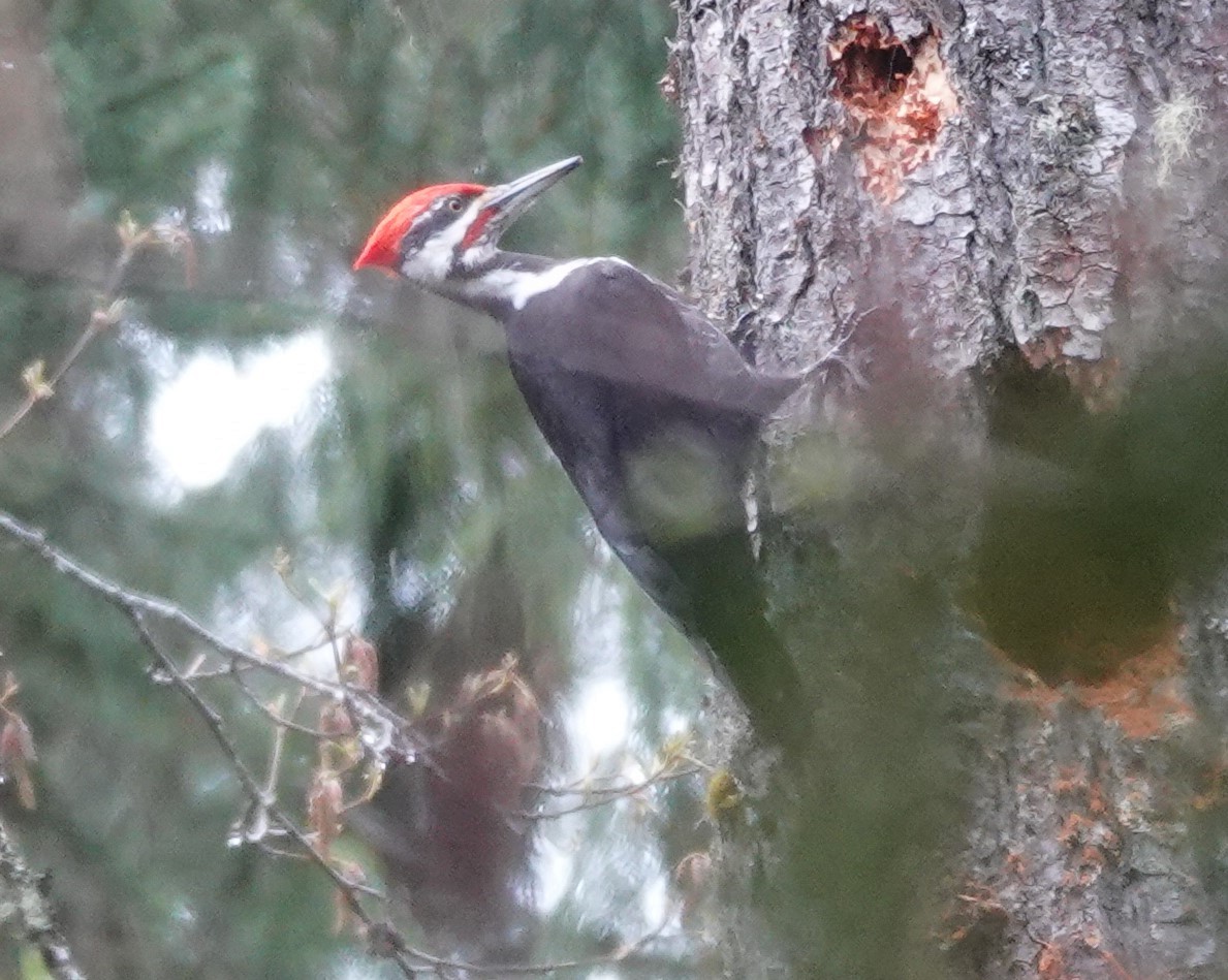 Pileated Woodpecker - ML617021564