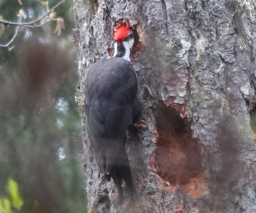 Pileated Woodpecker - ML617021565