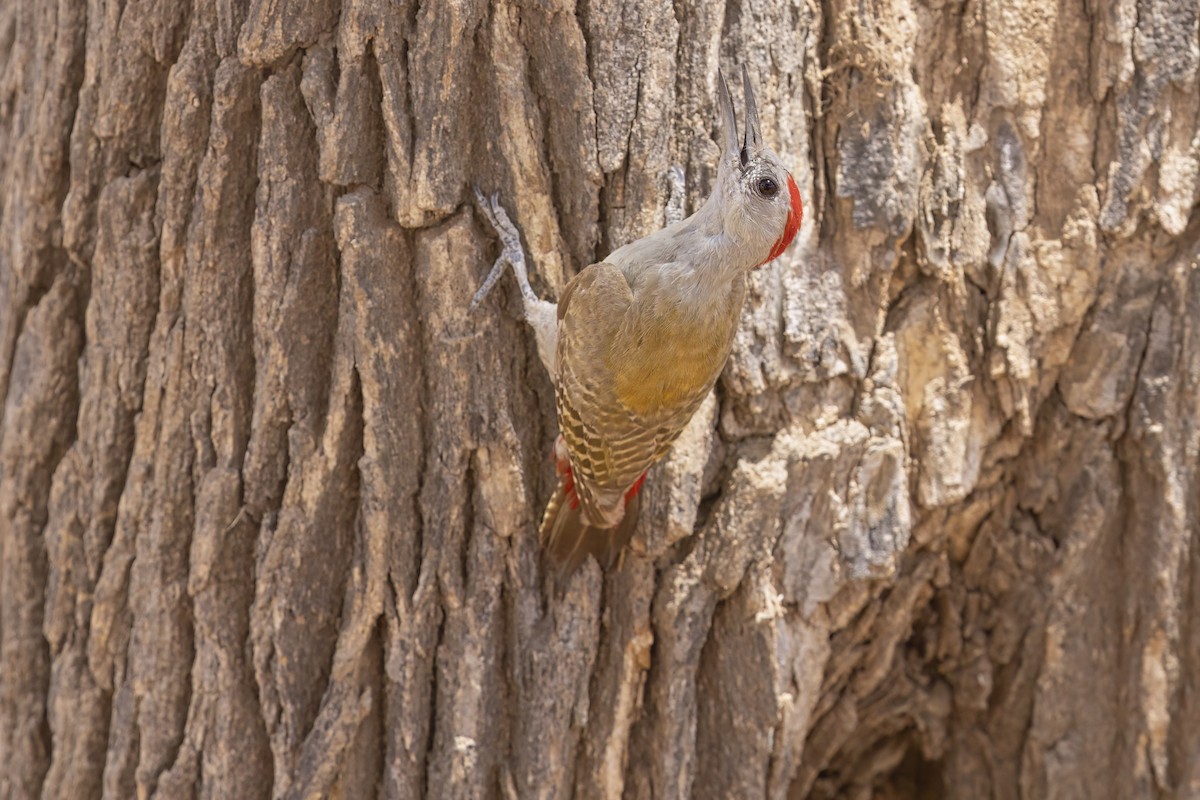 African Gray Woodpecker - Marco Valentini