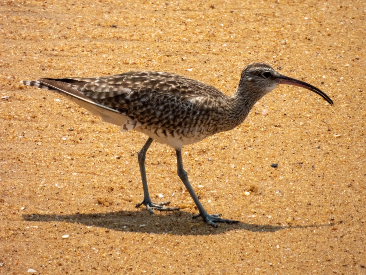 Regenbrachvogel - ML617021584