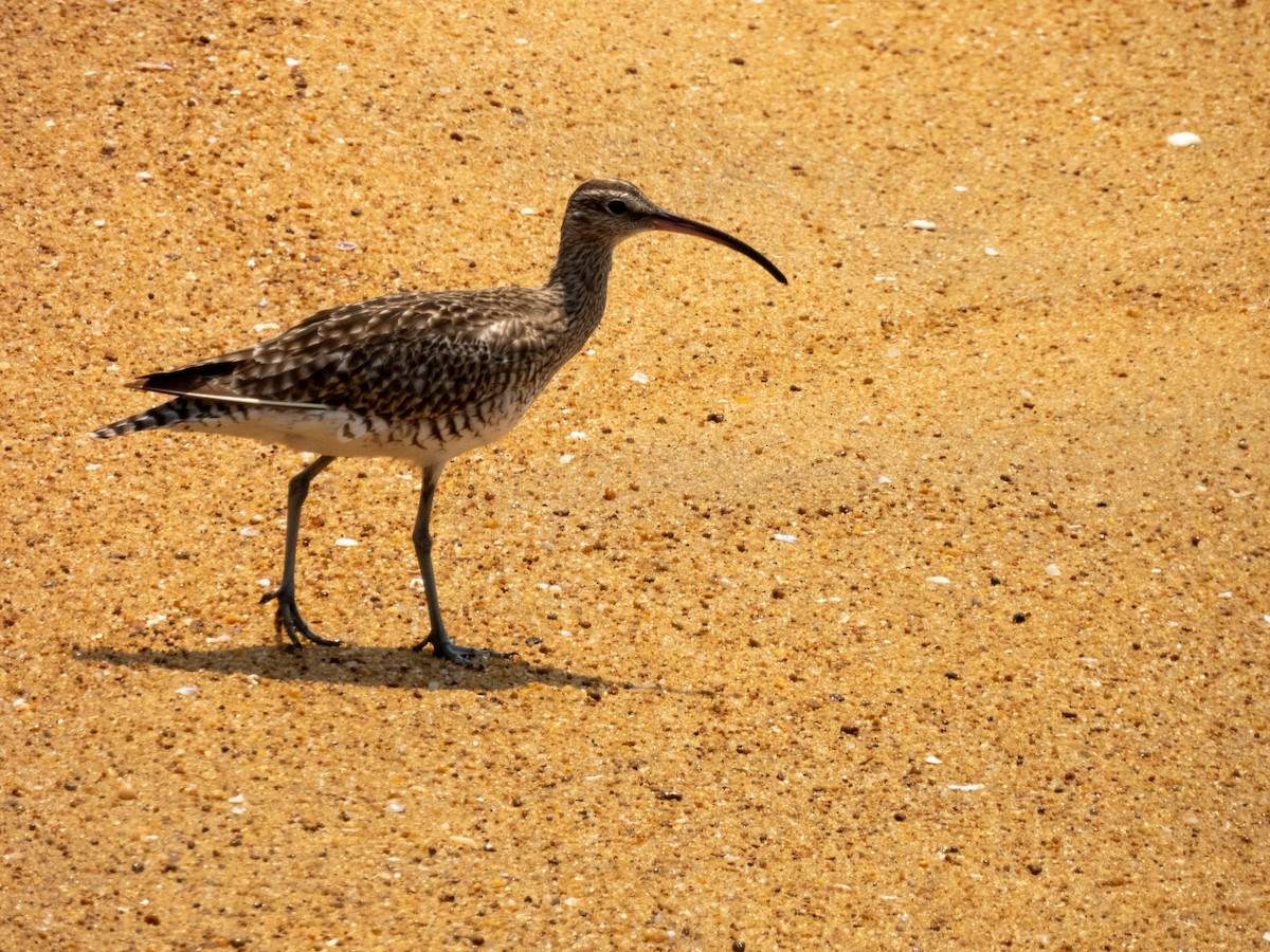 Regenbrachvogel - ML617021586