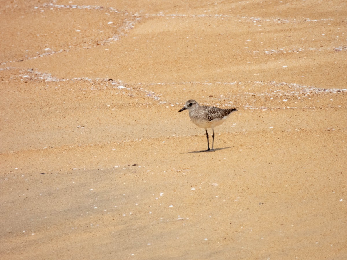 Black-bellied Plover - ML617021591