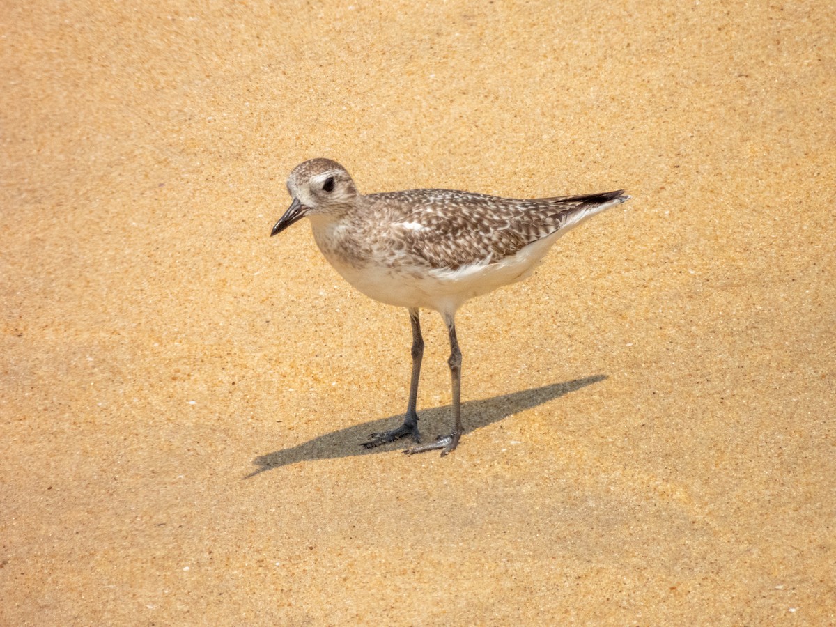 Black-bellied Plover - ML617021592