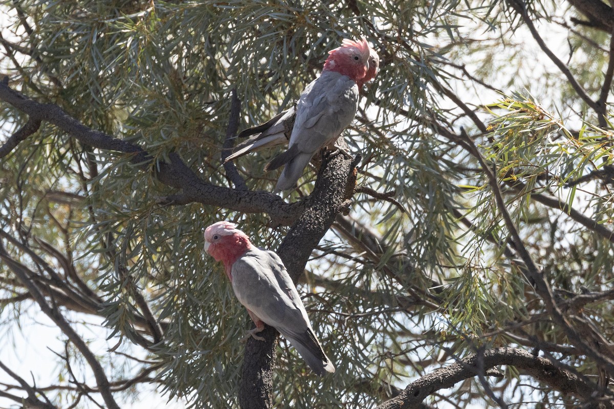 kakadu růžový - ML617021598