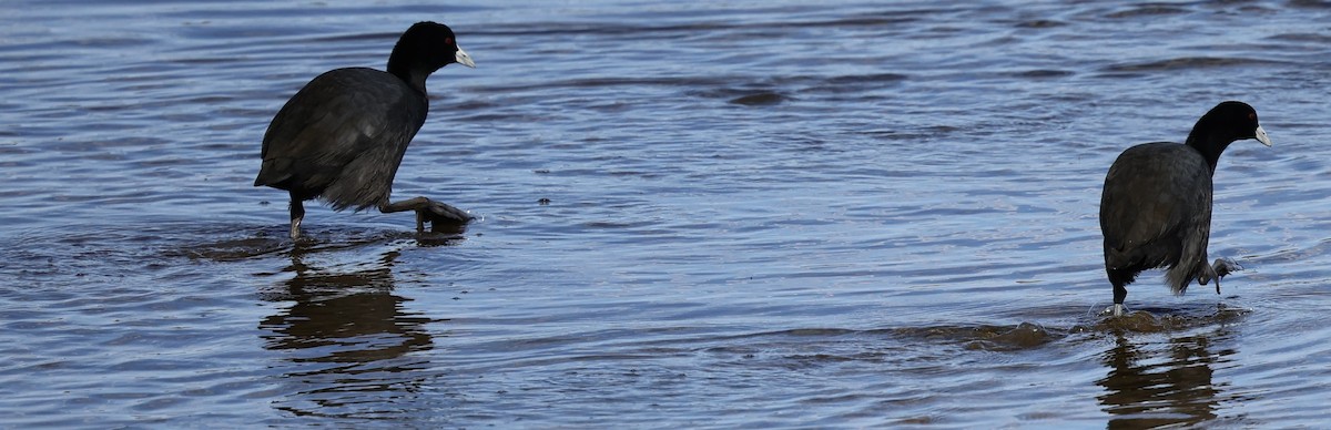 Eurasian Coot - ML617021600