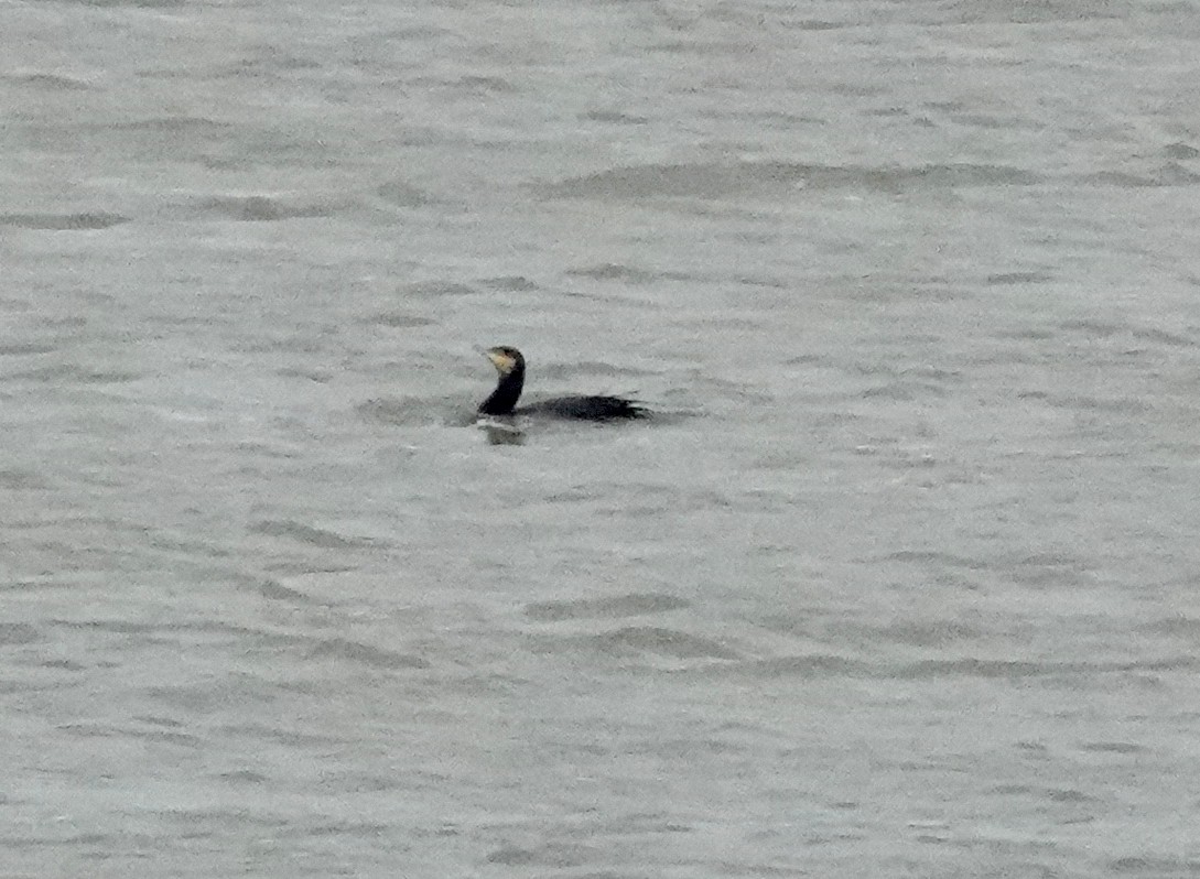 Great Cormorant (Australasian) - Peter Woodall