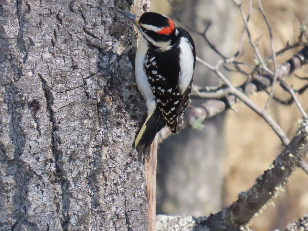 Hairy Woodpecker - ML617021666