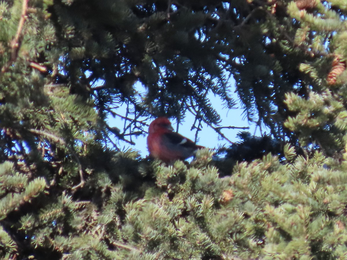 White-winged Crossbill - Laura Burke