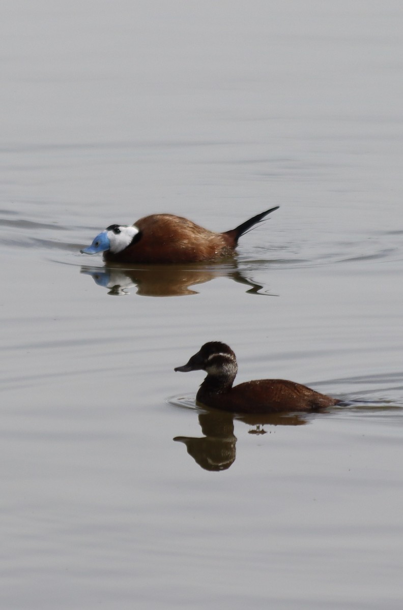 White-headed Duck - ML617021768