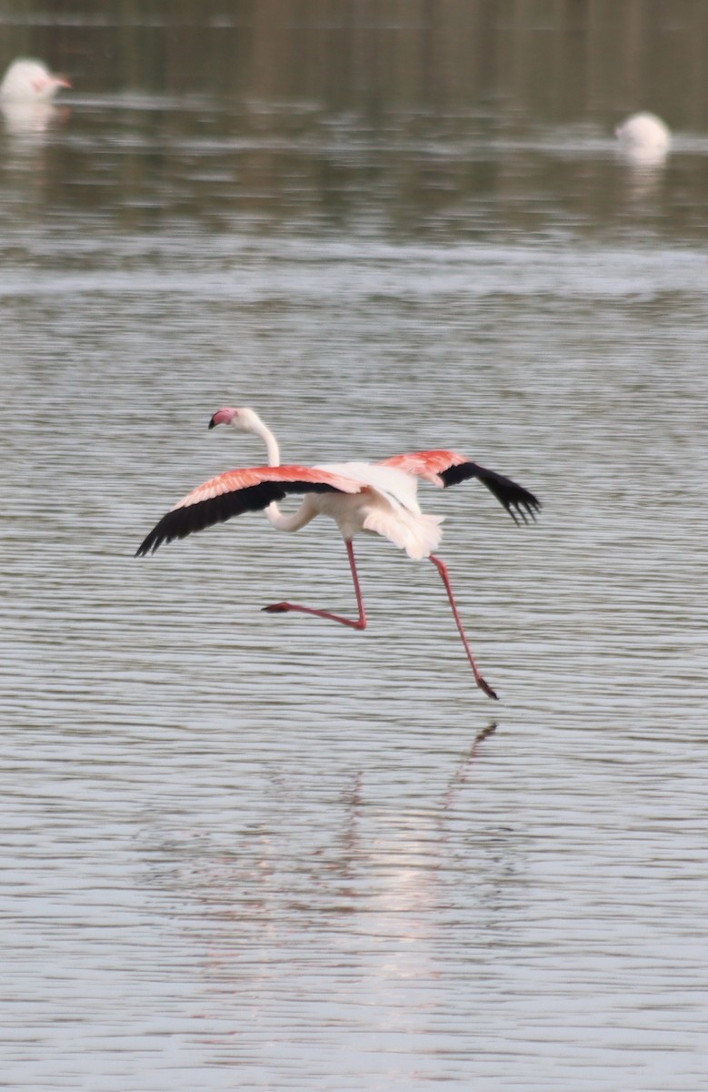 Greater Flamingo - ML617021770