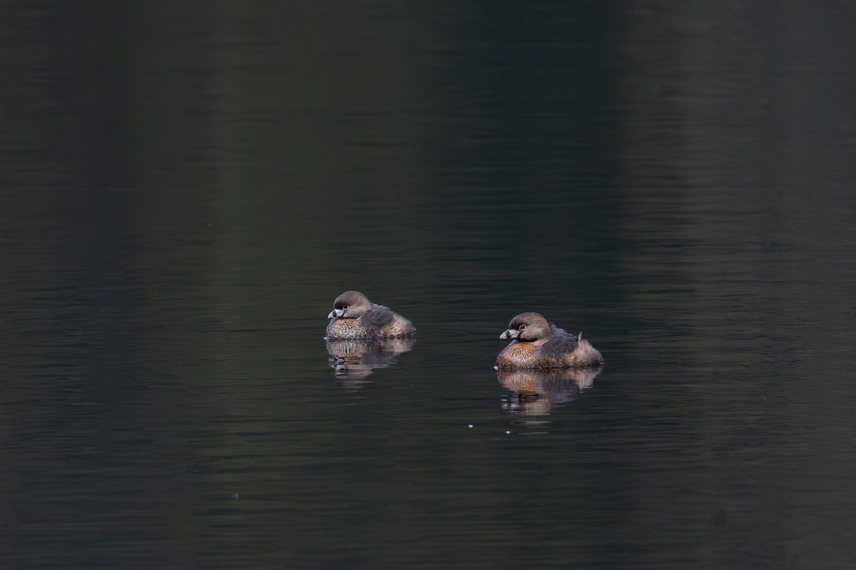 Pied-billed Grebe - ML617021773