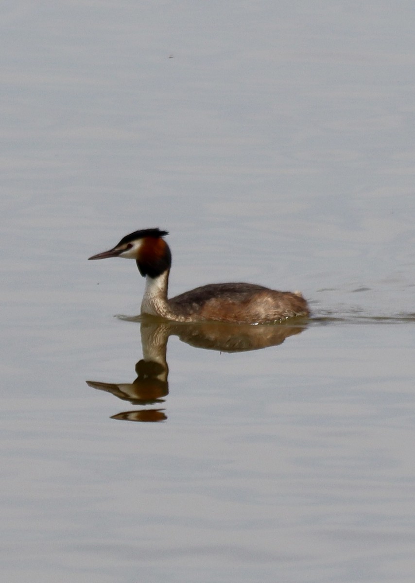 Great Crested Grebe - ML617021777