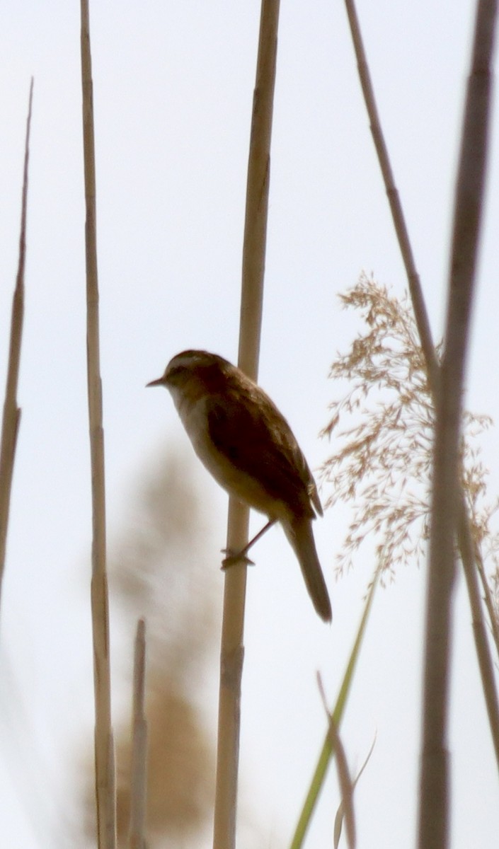 Moustached Warbler - ML617021786