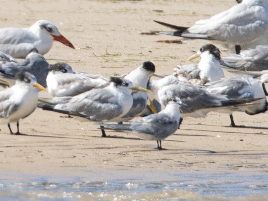 Common Tern - Helen Leonard