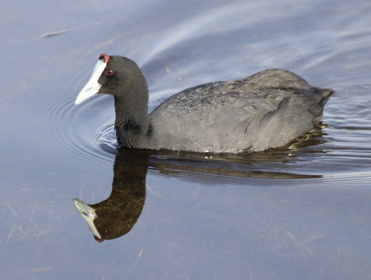 Red-knobbed Coot - ML617021810
