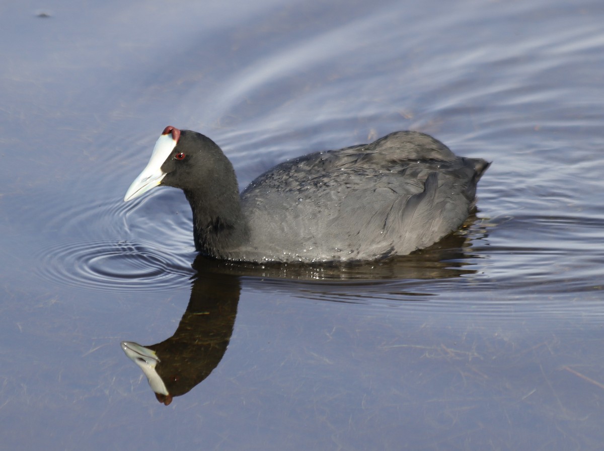 Red-knobbed Coot - ML617021811