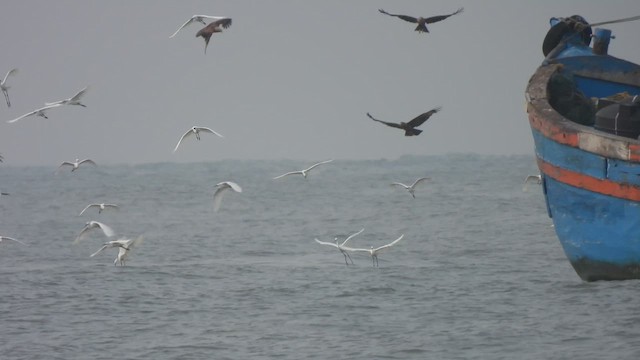 Little Egret - ML617021845