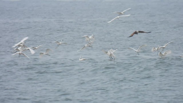 Little Egret - ML617021846