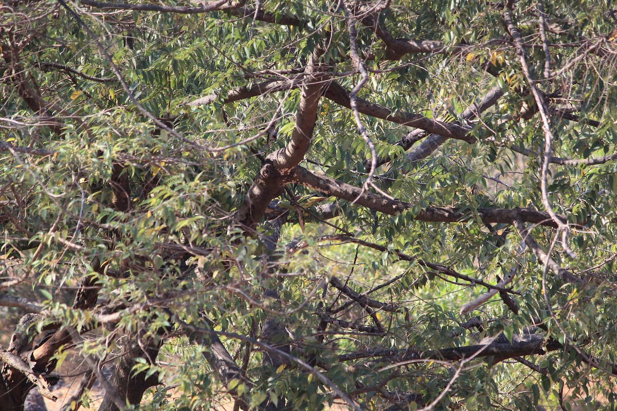 Gray-fronted Green-Pigeon - Chahat Yadav