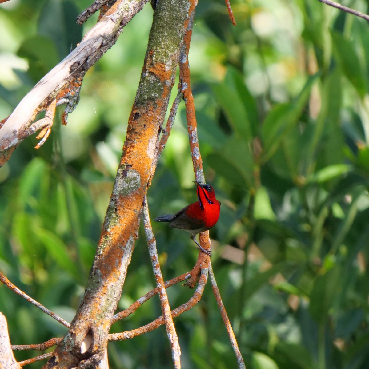 Crimson Sunbird - Shaun Chang