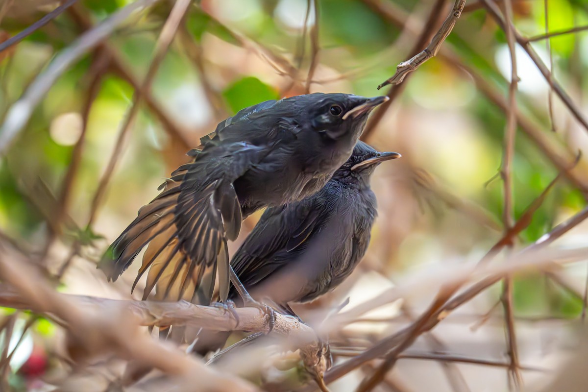 Black Scrub-Robin - ML617021871