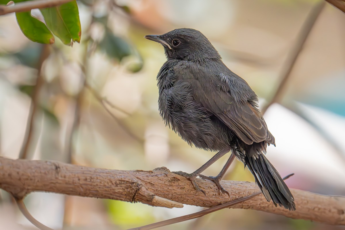 Black Scrub-Robin - ML617021872