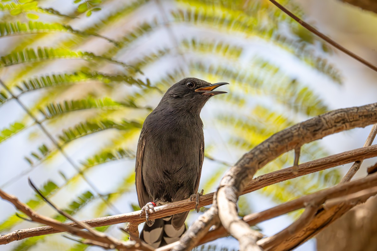 Black Scrub-Robin - Uriel Levy