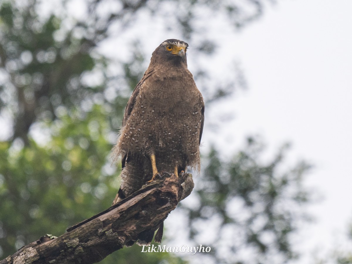 Crested Serpent-Eagle - ML617021875