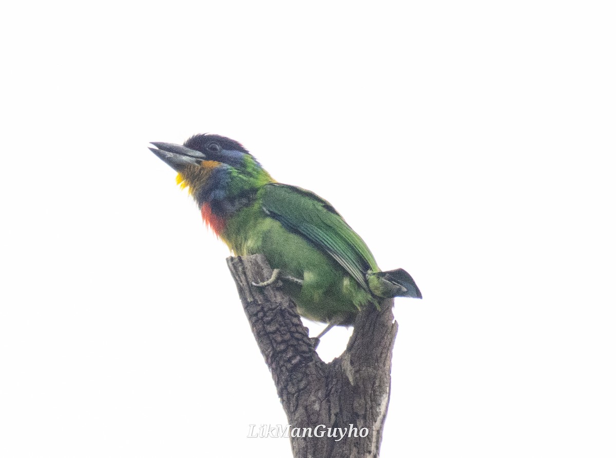Chinese Barbet - ML617021879