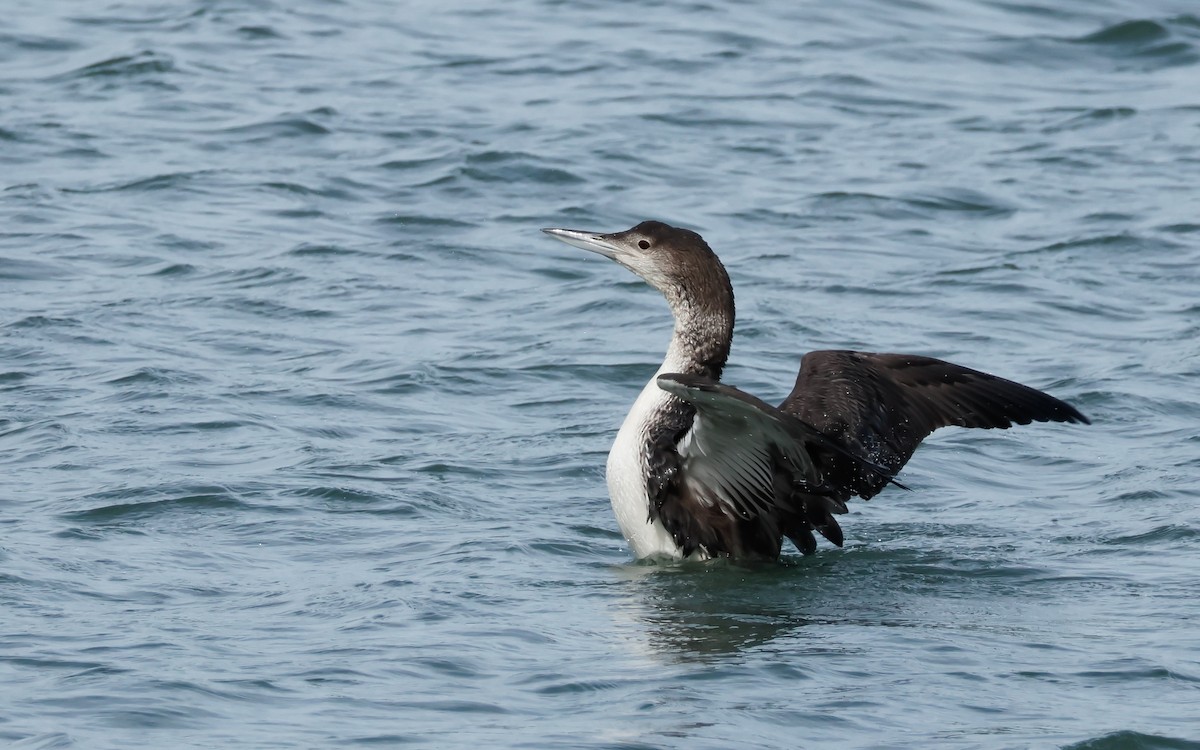 Common Loon - ML617021899