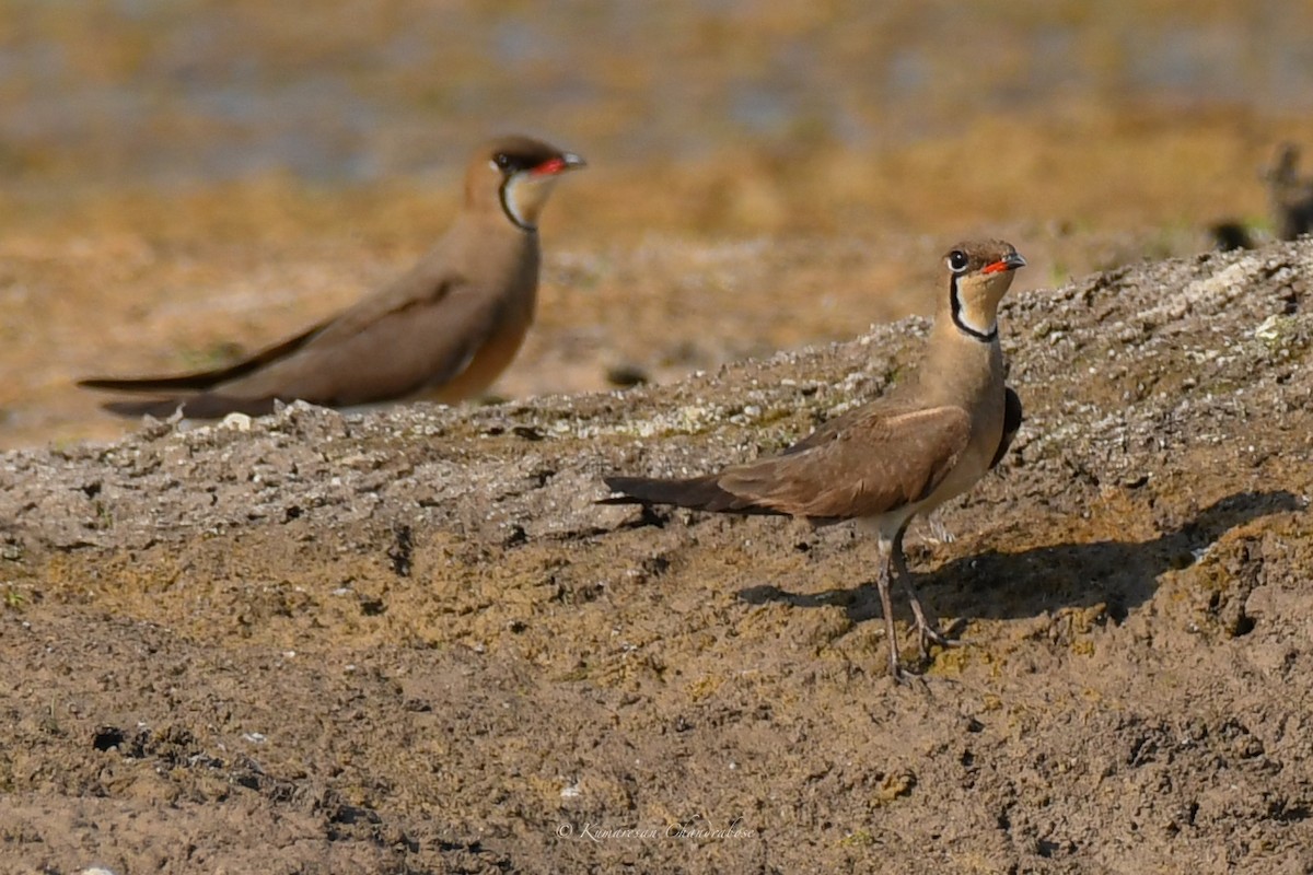 Oriental Pratincole - ML617021929