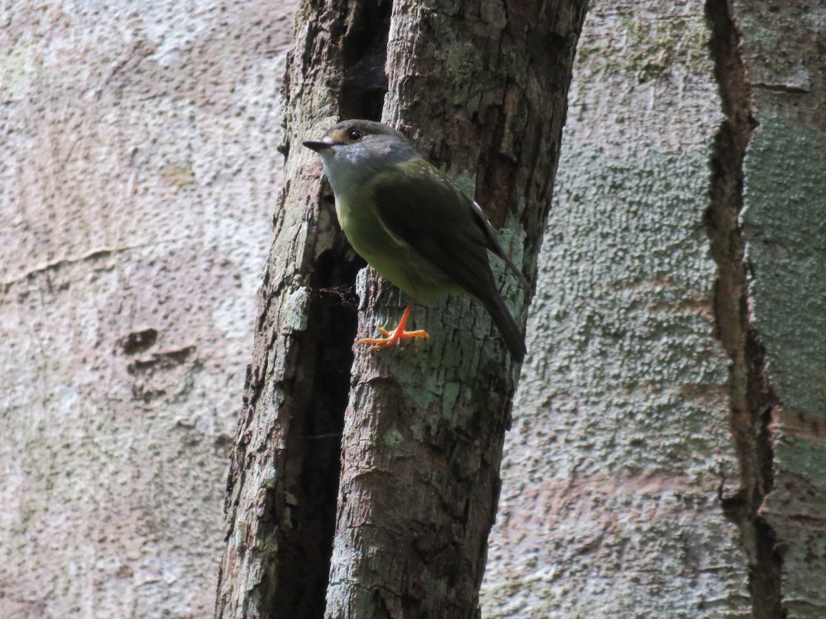 Pale-yellow Robin - ML617021932