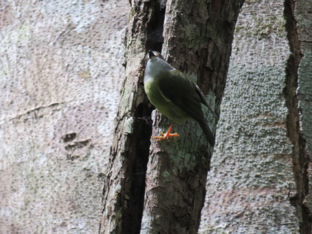 Pale-yellow Robin - ML617021933