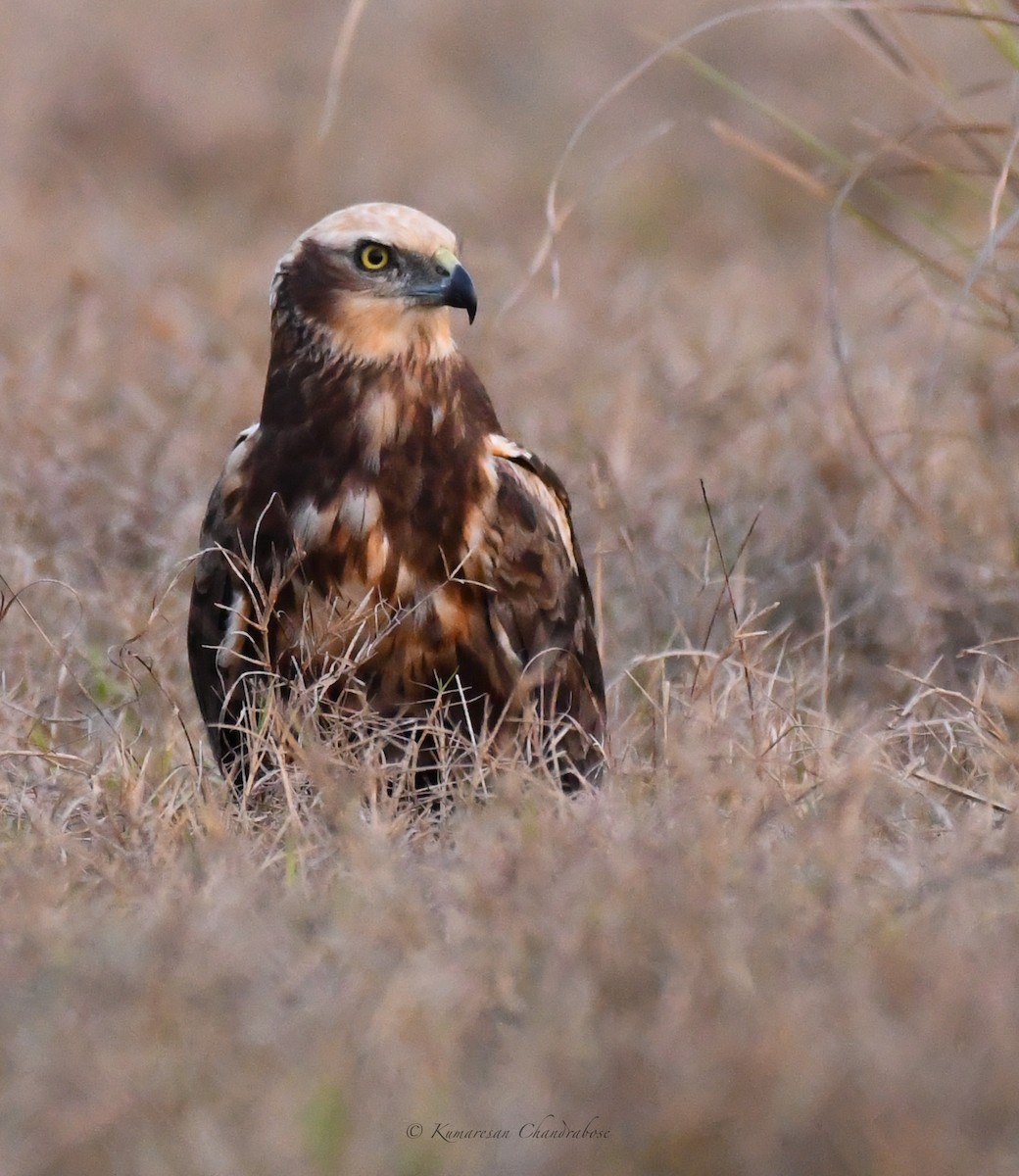 Western Marsh Harrier - ML617021935