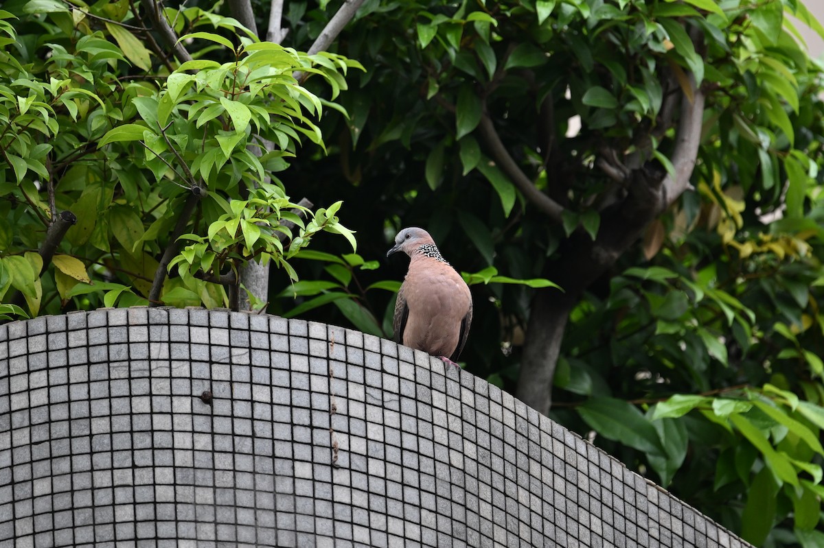 Spotted Dove - ML617021962