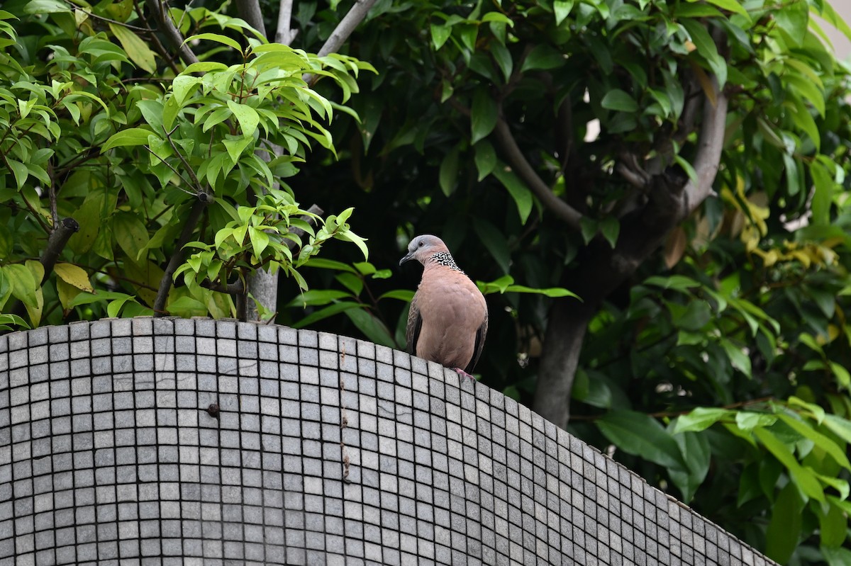 Spotted Dove - Jacob Lai