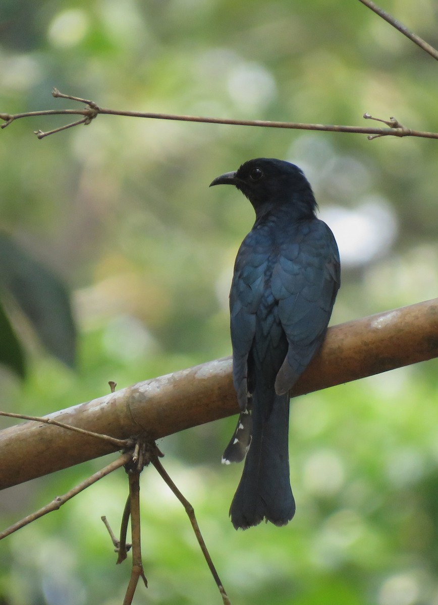 Square-tailed Drongo-Cuckoo - ML617021963
