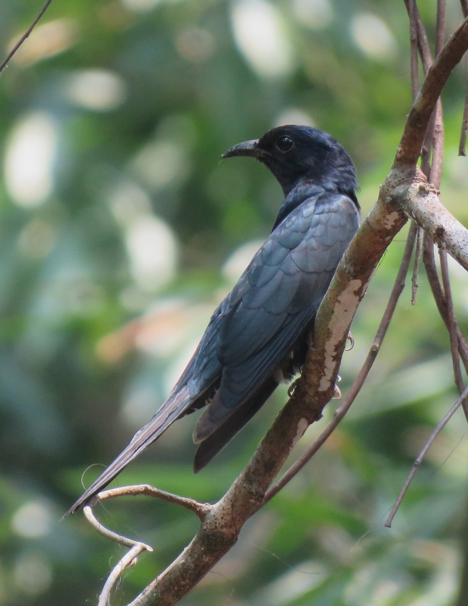 Square-tailed Drongo-Cuckoo - Bram Piot