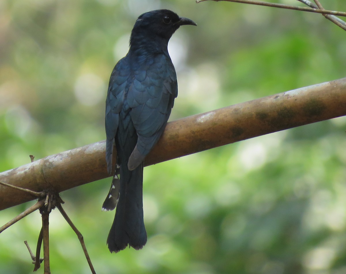 Square-tailed Drongo-Cuckoo - ML617021965