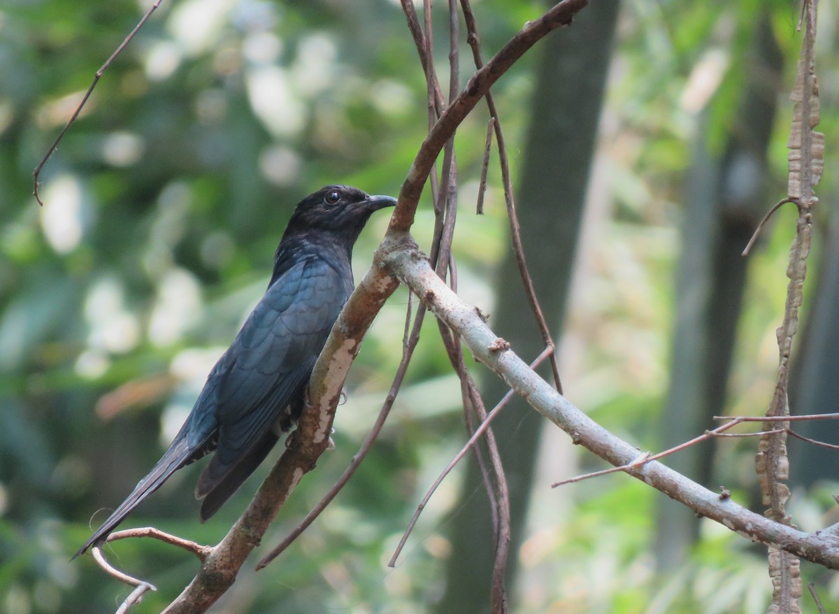 Square-tailed Drongo-Cuckoo - Bram Piot