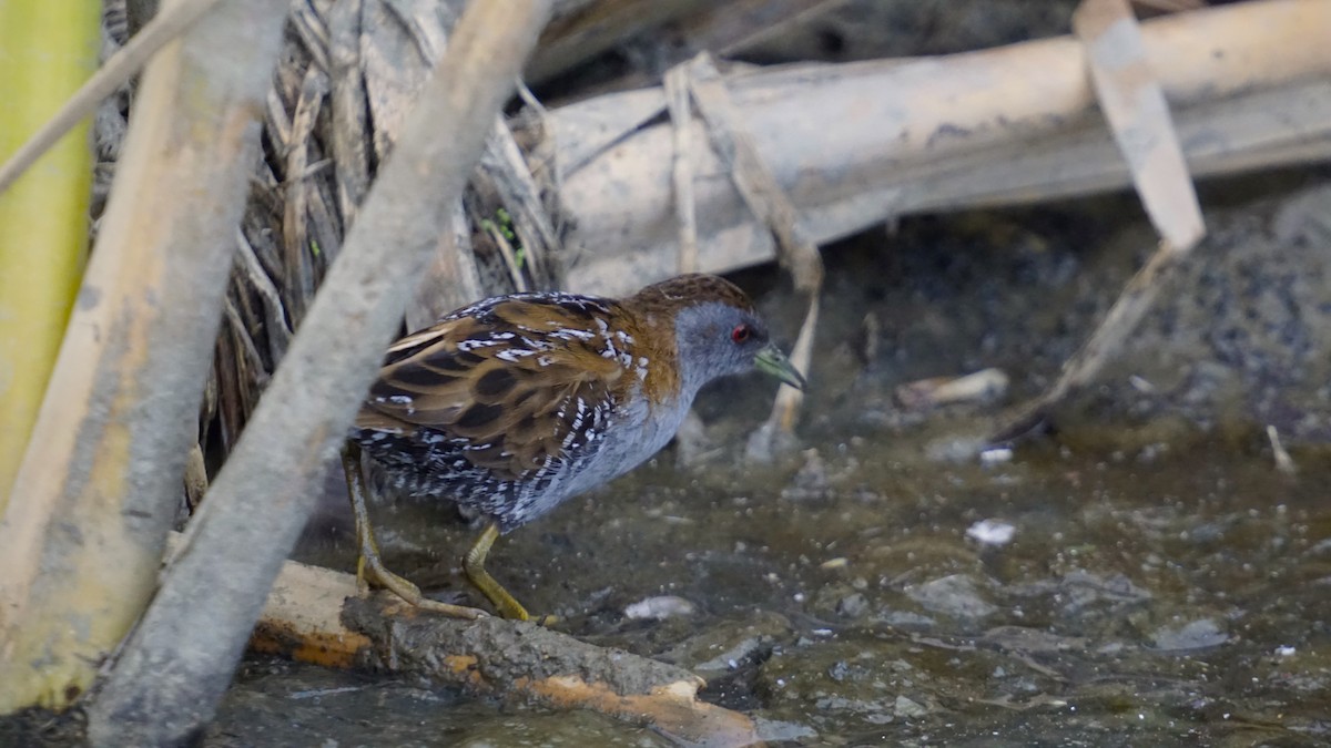 Baillon's Crake - ML617022028