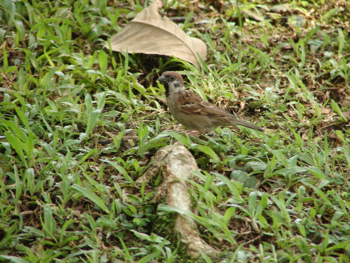 Eurasian Tree Sparrow - Kathie Holder