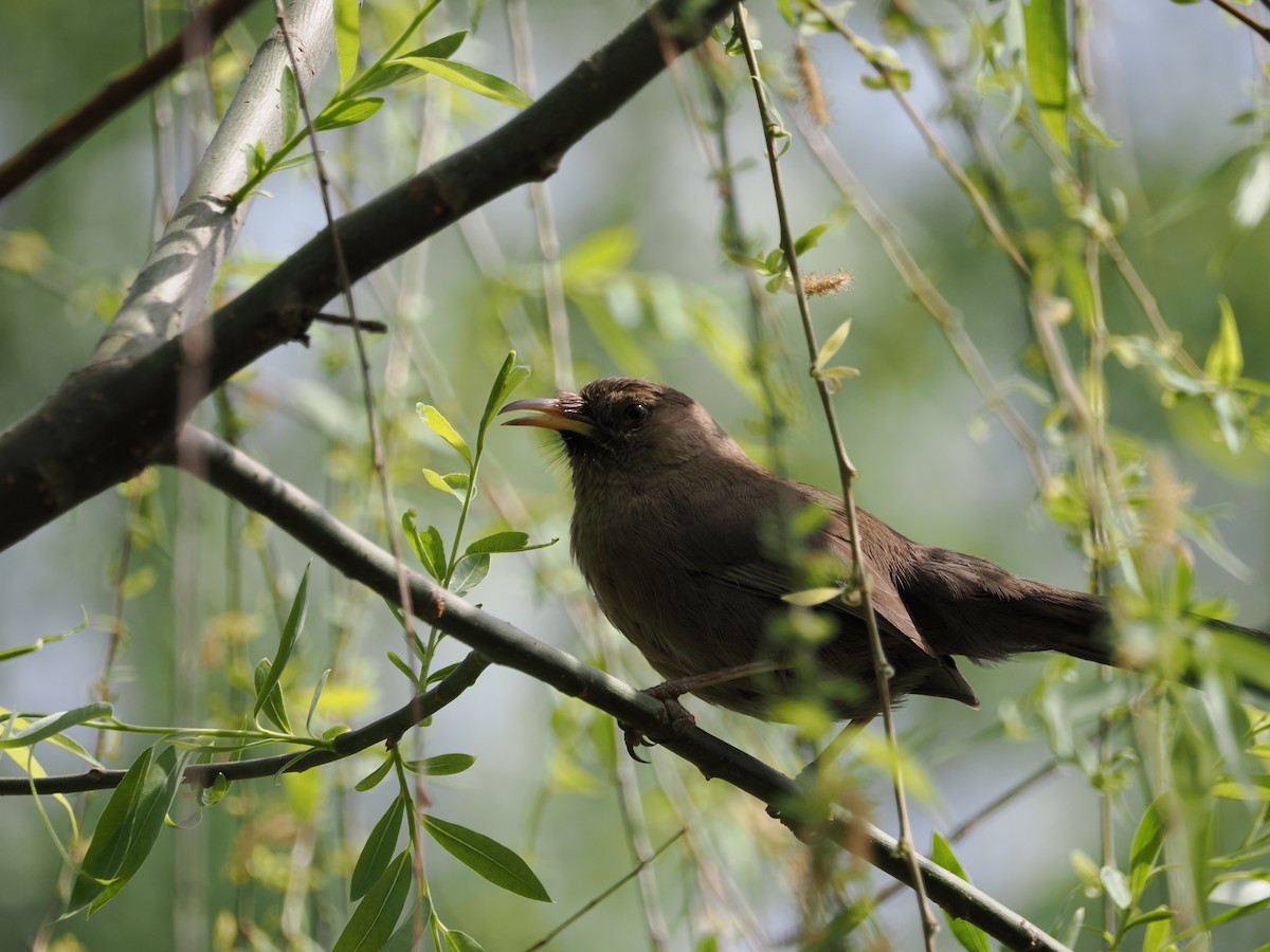 Pere David's Laughingthrush - ML617022082