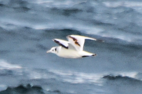 Mouette tridactyle - ML617022107